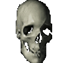skull
